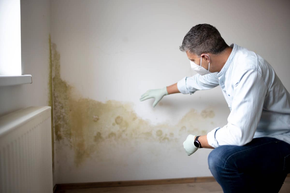 Can You Paint Over Mold